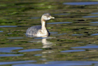 Hoary web764.jpg